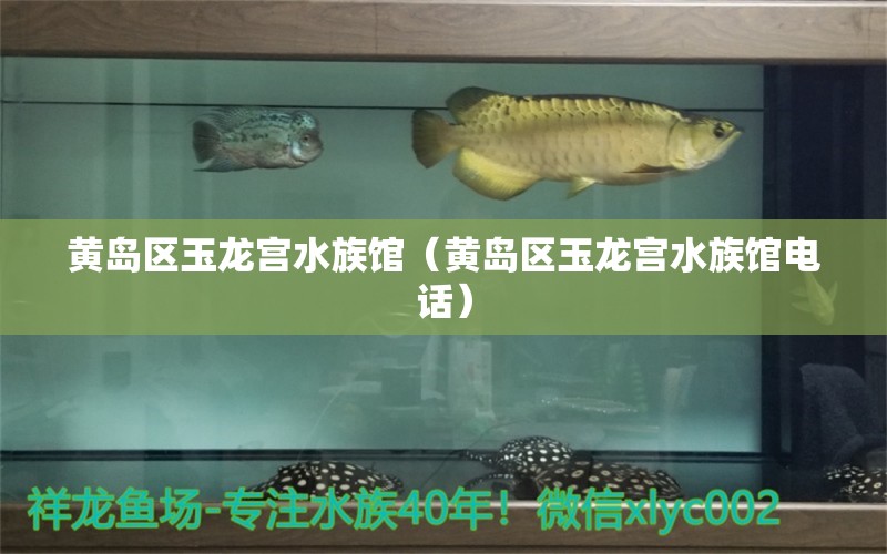 黄岛区玉龙宫水族馆（黄岛区玉龙宫水族馆电话）