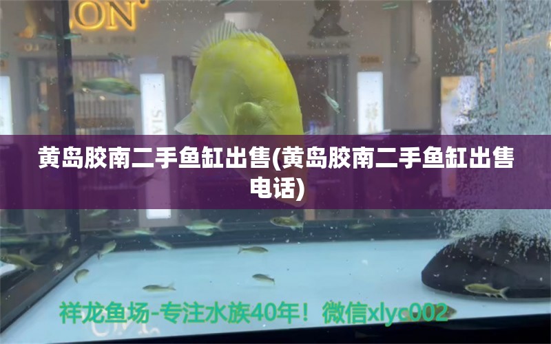 黄岛胶南二手鱼缸出售(黄岛胶南二手鱼缸出售电话) 翡翠凤凰鱼