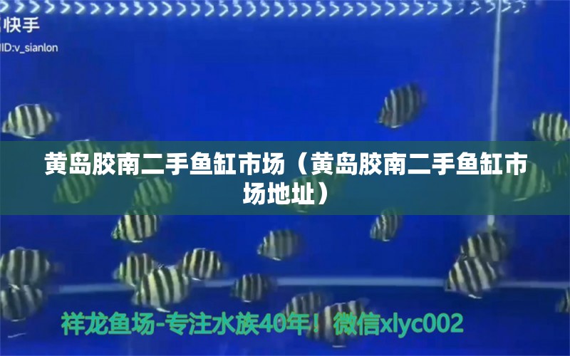 黄岛胶南二手鱼缸市场（黄岛胶南二手鱼缸市场地址） 祥龙水族医院