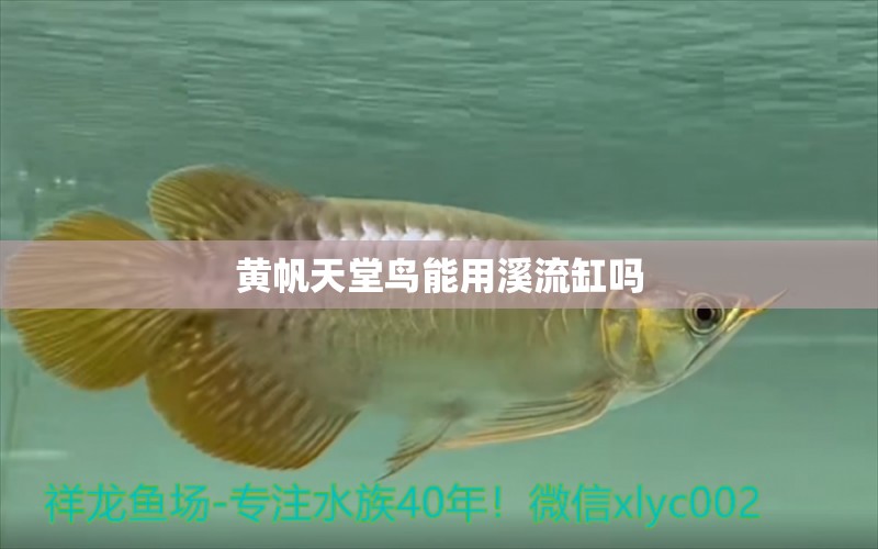 黄帆天堂鸟能用溪流缸吗 观赏鱼百科