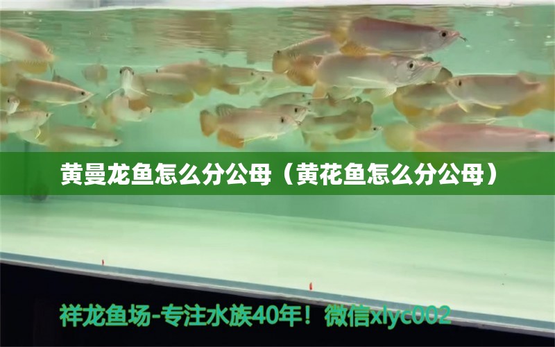 黄曼龙鱼怎么分公母（黄花鱼怎么分公母） 喂食器 第1张