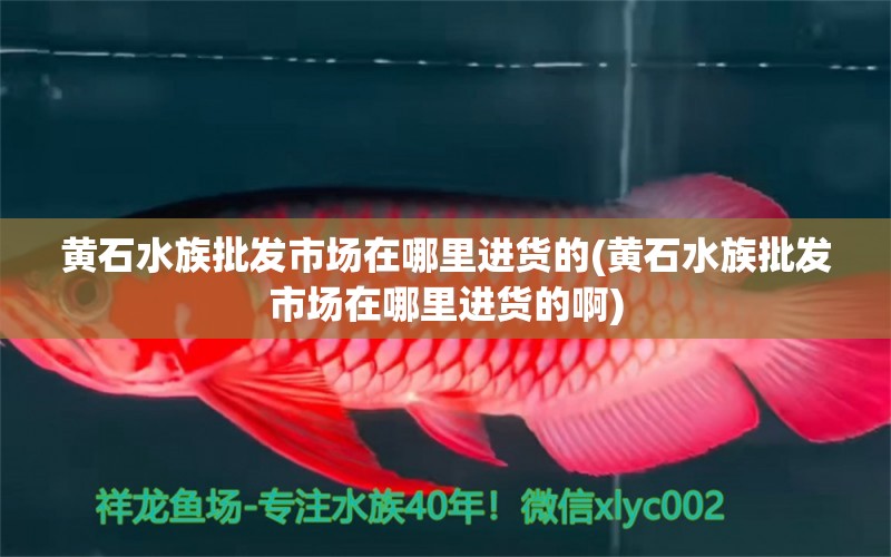 黄石水族批发市场在哪里进货的(黄石水族批发市场在哪里进货的啊) 观赏鱼水族批发市场