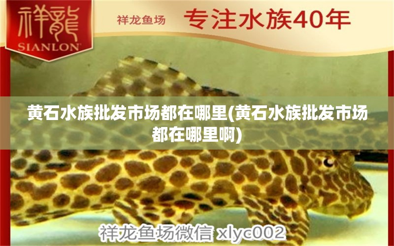 黄石水族批发市场都在哪里(黄石水族批发市场都在哪里啊) 观赏鱼水族批发市场