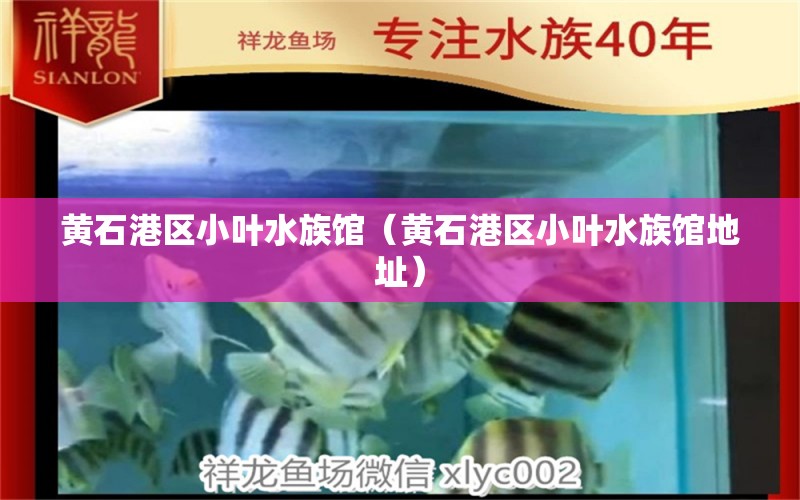 黄石港区小叶水族馆（黄石港区小叶水族馆地址）