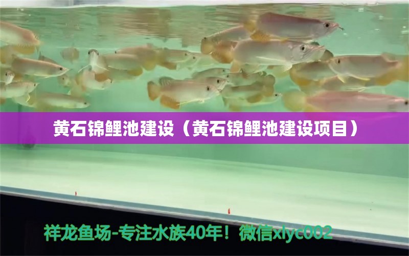 黄石锦鲤池建设（黄石锦鲤池建设项目） 祥龙水族医院