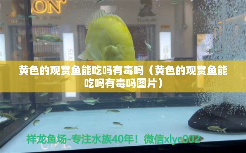 黄色的观赏鱼能吃吗有毒吗（黄色的观赏鱼能吃吗有毒吗图片） 祥龙鱼场