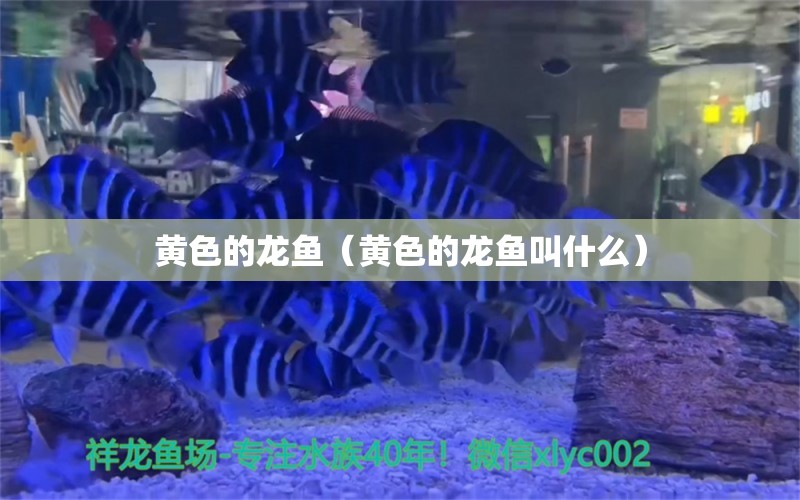 黄色的龙鱼（黄色的龙鱼叫什么）