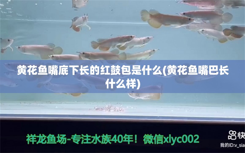 黄花鱼嘴底下长的红鼓包是什么(黄花鱼嘴巴长什么样) 黄吉金龙（白子金龙鱼）