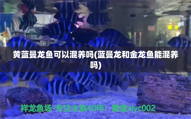 黄蓝曼龙鱼可以混养吗(蓝曼龙和金龙鱼能混养吗)