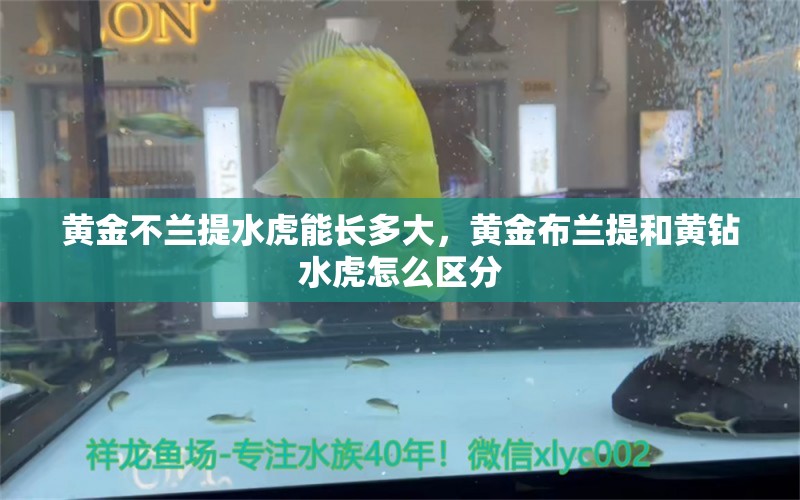 黄金不兰提水虎能长多大，黄金布兰提和黄钻水虎怎么区分 食人鱼（水虎） 第1张