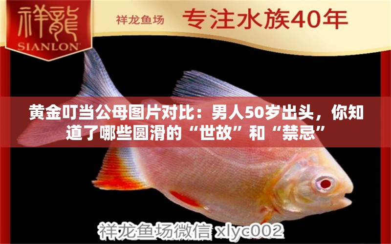 黄金叮当公母图片对比：男人50岁出头，你知道了哪些圆滑的“世故”和“禁忌”