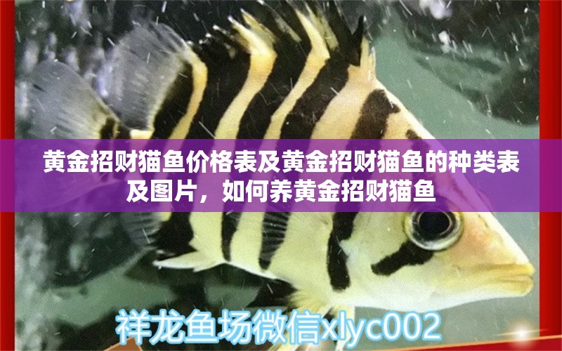 黄金招财猫鱼价格表及黄金招财猫鱼的种类表及图片，如何养黄金招财猫鱼