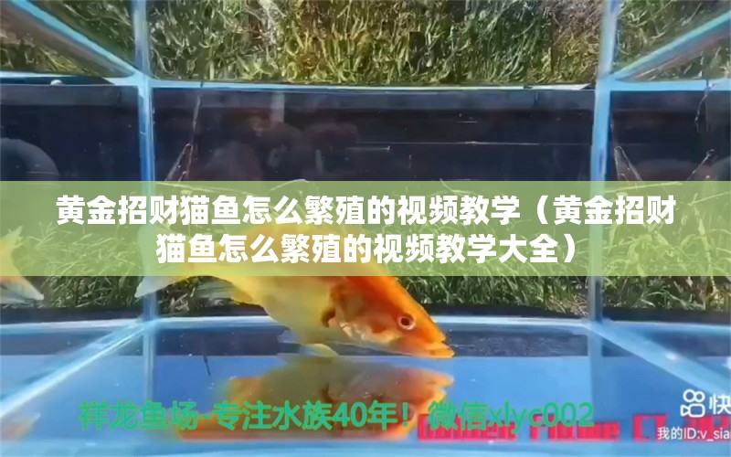 黄金招财猫鱼怎么繁殖的视频教学（黄金招财猫鱼怎么繁殖的视频教学大全） 黄金招财猫鱼