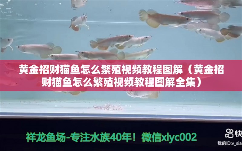 黄金招财猫鱼怎么繁殖视频教程图解（黄金招财猫鱼怎么繁殖视频教程图解全集） 文玩