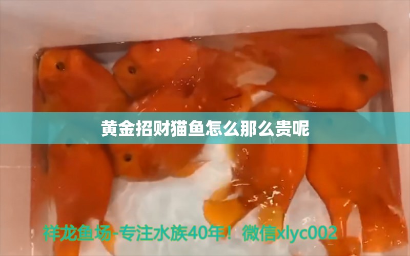 黄金招财猫鱼怎么那么贵呢