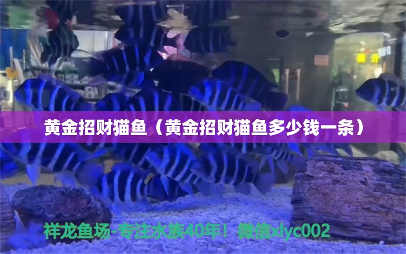 黄金招财猫鱼（黄金招财猫鱼多少钱一条）