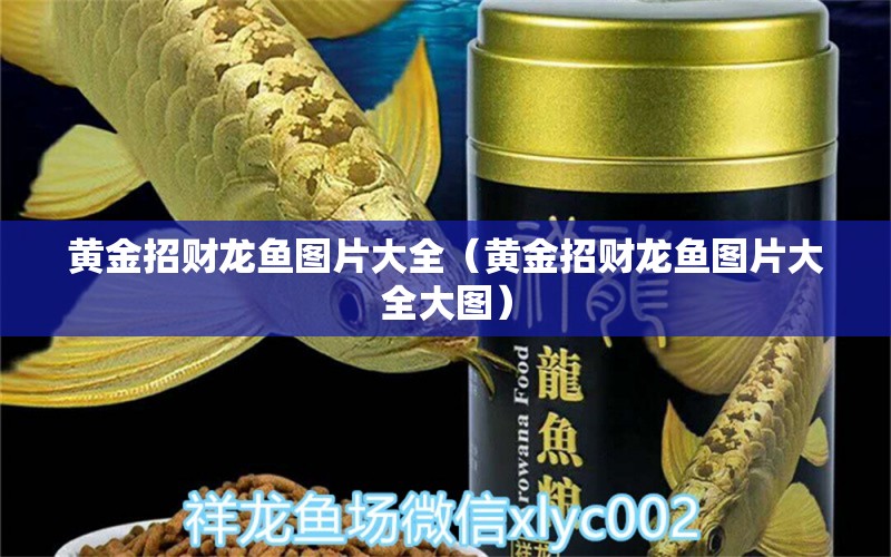 黄金招财龙鱼图片大全（黄金招财龙鱼图片大全大图） 祥龙水族医院