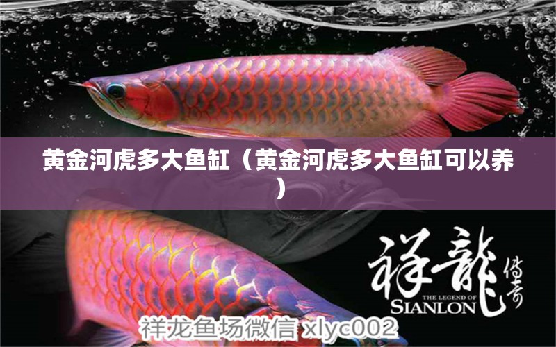 黄金河虎多大鱼缸（黄金河虎多大鱼缸可以养）