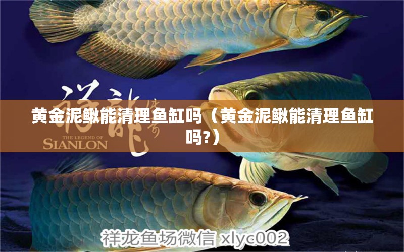 黄金泥鳅能清理鱼缸吗（黄金泥鳅能清理鱼缸吗?） 祥龙水族医院