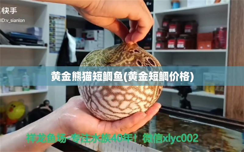 黄金熊猫短鲷鱼(黄金短鲷价格) 观赏鱼 第1张