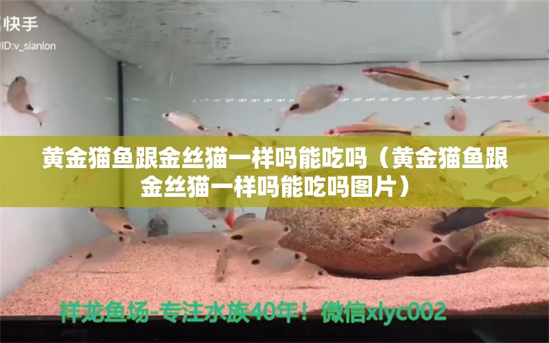 黄金猫鱼跟金丝猫一样吗能吃吗（黄金猫鱼跟金丝猫一样吗能吃吗图片）