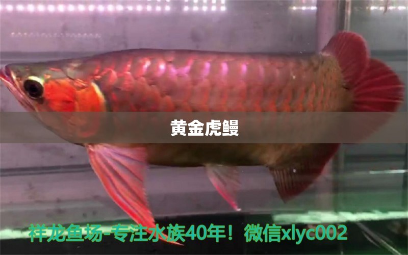 黄金虎鳗 斑马狗头鱼 第3张