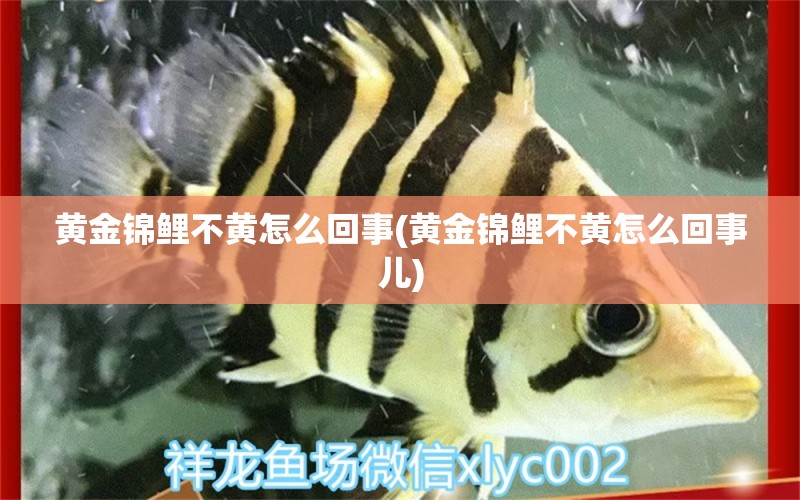 黄金锦鲤不黄怎么回事(黄金锦鲤不黄怎么回事儿)