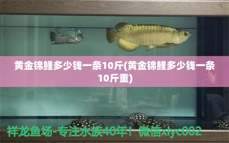 黄金锦鲤多少钱一条10斤(黄金锦鲤多少钱一条10斤重) 观赏鱼 第1张