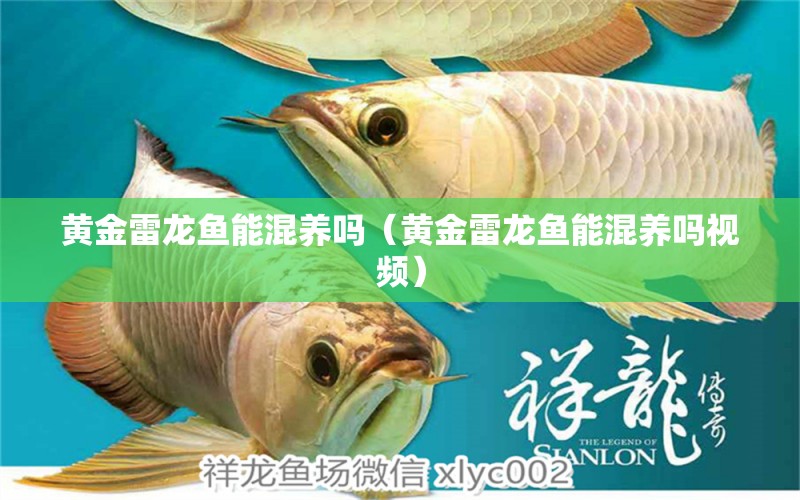 黄金雷龙鱼能混养吗（黄金雷龙鱼能混养吗视频） 祥龙水族医院