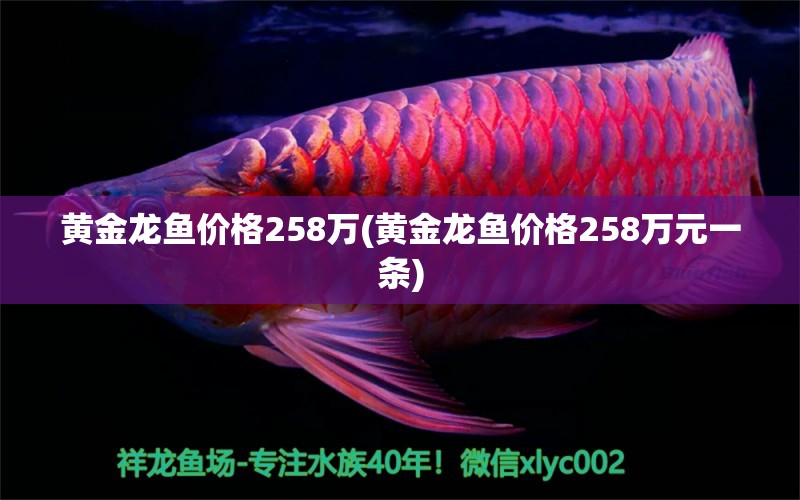 黄金龙鱼价格258万(黄金龙鱼价格258万元一条)