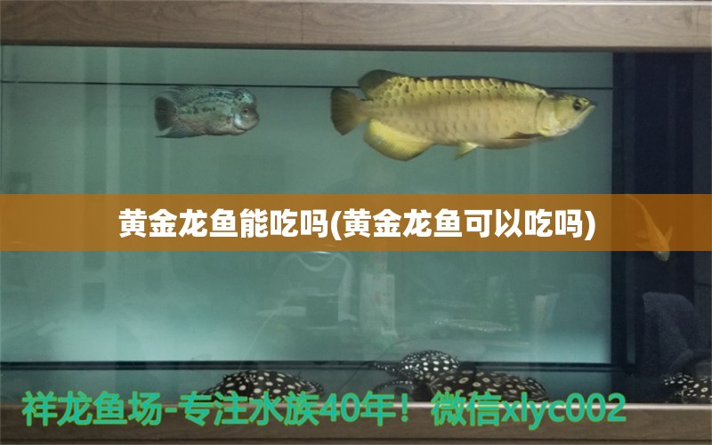 黄金龙鱼能吃吗(黄金龙鱼可以吃吗)