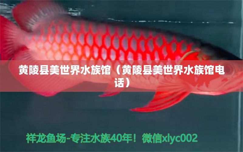 黄陵县美世界水族馆（黄陵县美世界水族馆电话） 全国水族馆企业名录