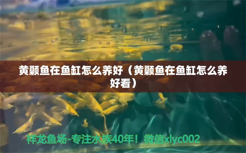 黄颡鱼在鱼缸怎么养好（黄颡鱼在鱼缸怎么养好看）