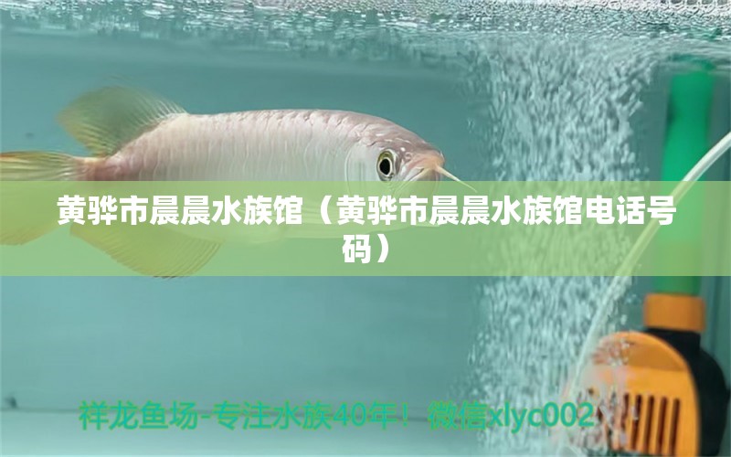 黄骅市晨晨水族馆（黄骅市晨晨水族馆电话号码）