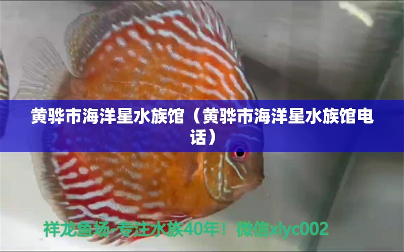 黄骅市海洋星水族馆（黄骅市海洋星水族馆电话）