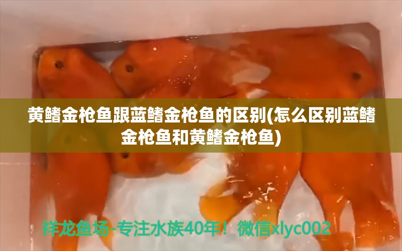 黄鳍金枪鱼跟蓝鳍金枪鱼的区别(怎么区别蓝鳍金枪鱼和黄鳍金枪鱼)