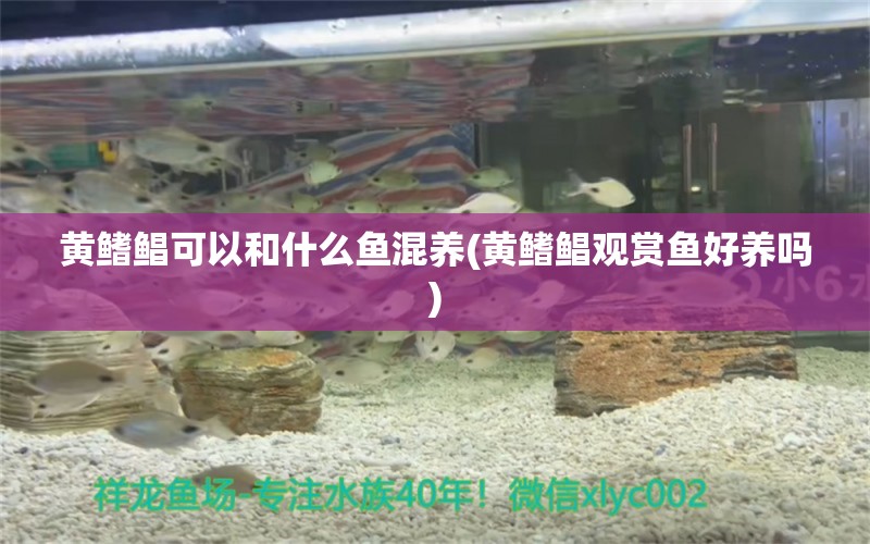 黄鳍鲳可以和什么鱼混养(黄鳍鲳观赏鱼好养吗) 黄鳍鲳鱼