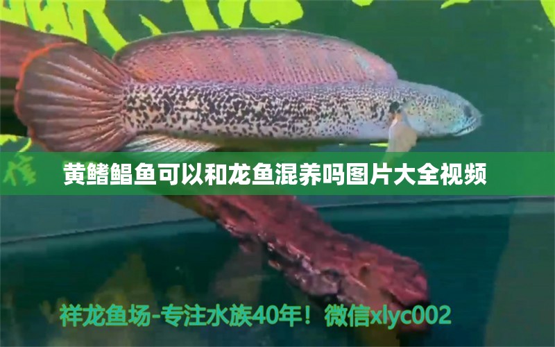 黄鳍鲳鱼可以和龙鱼混养吗图片大全视频 