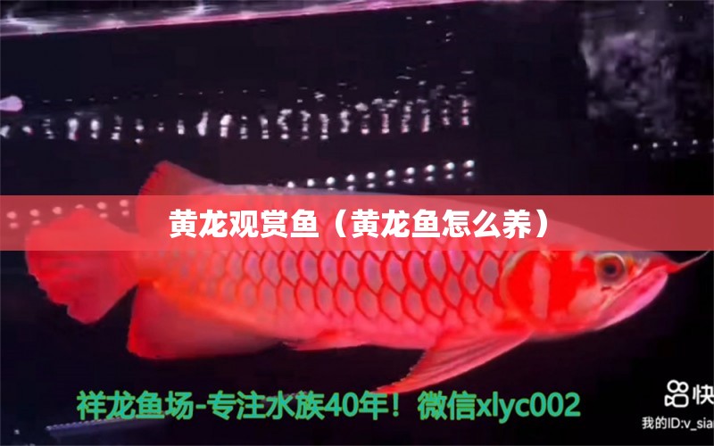 黄龙观赏鱼（黄龙鱼怎么养） 祥龙水族医院