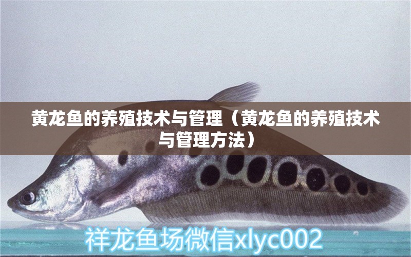 黄龙鱼的养殖技术与管理（黄龙鱼的养殖技术与管理方法）