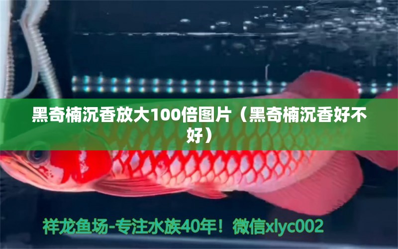 黑奇楠沉香放大100倍图片（黑奇楠沉香好不好）