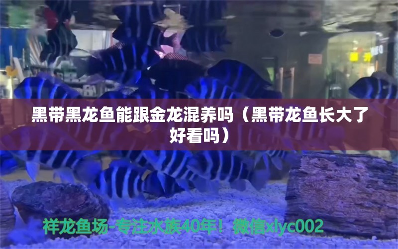 黑带黑龙鱼能跟金龙混养吗（黑带龙鱼长大了好看吗）