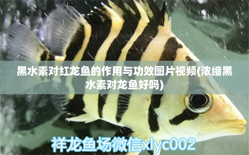 黑水素对红龙鱼的作用与功效图片视频(浓缩黑水素对龙鱼好吗) 黑水素