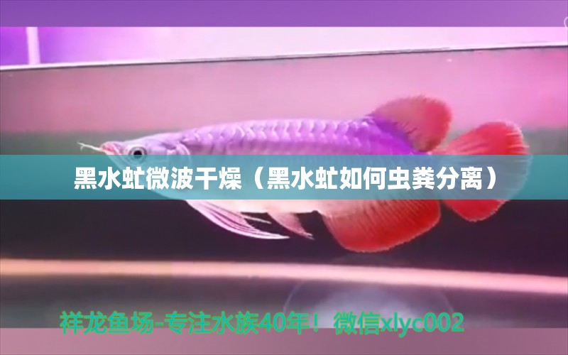 黑水虻微波干燥（黑水虻如何虫粪分离） 水族品牌 第2张