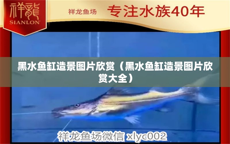 黑水鱼缸造景图片欣赏（黑水鱼缸造景图片欣赏大全） 祥龙水族医院