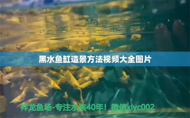 黑水鱼缸造景方法视频大全图片 玫瑰银版鱼