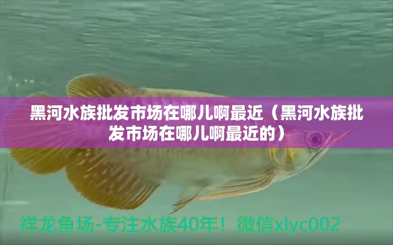 黑河水族批发市场在哪儿啊最近（黑河水族批发市场在哪儿啊最近的） 观赏鱼水族批发市场