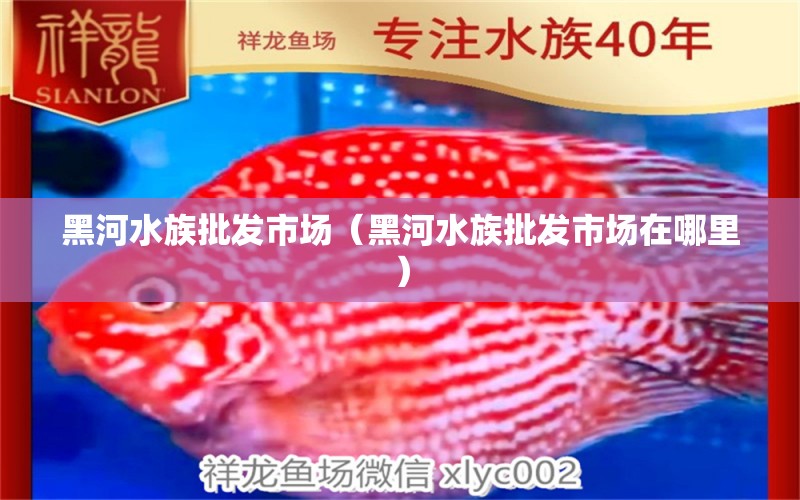 黑河水族批发市场（黑河水族批发市场在哪里） 观赏鱼水族批发市场