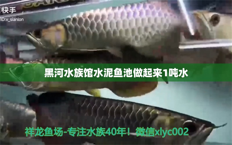 黑河水族馆水泥鱼池做起来1吨水 龙鱼芯片扫码器