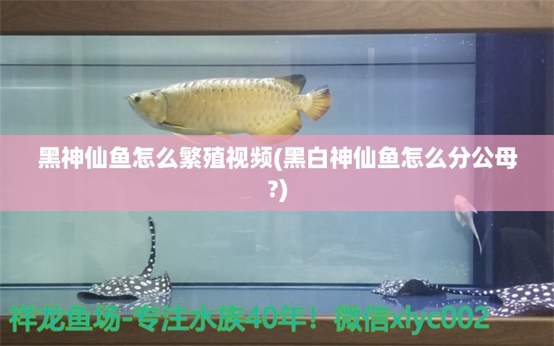 黑神仙鱼怎么繁殖视频(黑白神仙鱼怎么分公母?) 观赏鱼 第1张